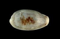 藏品(愛龍寶螺)的圖片